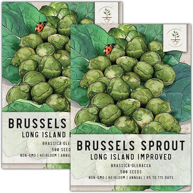 Seed Needs, Long Island Improved Brussels Sprout Seeds - 500 Heirloom Seeds for Planting Brassica oleracea - Non-GMO & Untreated for an Outdoor Garden (2 Packs)