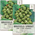 Seed Needs, Long Island Improved Brussels Sprout Seeds - 500 Heirloom Seeds for Planting Brassica oleracea - Non-GMO & Untreated for an Outdoor Garden (2 Packs)