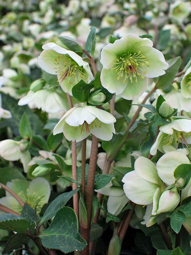 Perennial Farm Helleborus Frostkiss® Molly's White No. 1