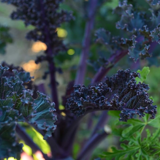 Scarlet Kale - 100 Seeds - Heirloom & Open-Pollinated Variety, Non-GMO Vegetable & Leafy Greens Seeds for Planting Outdoors in The Home Garden, Thresh Seed Company