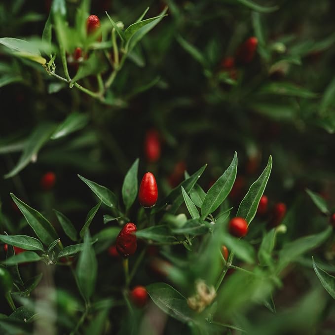 Thai Hot Chile Pepper - 25 Seeds - Dwarf Heirloom Variety, Great for Containers, Patios, Raised Beds, USA-grown Chili Seeds, non-GMO Seeds for Planting Outdoors in the Home Garden, Thresh Seed Company