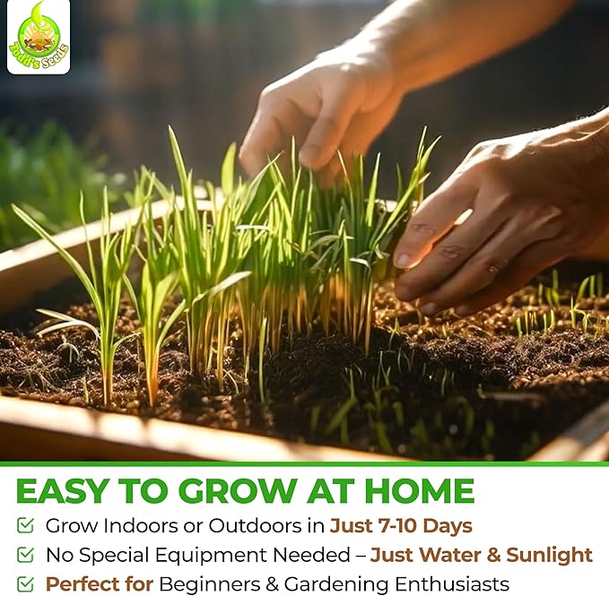 Todd's Seeds Wheatgrass Seeds; Hard Red Winter Wheat, Non-GMO, Chemical Free, High Germination (1/2 Pound)