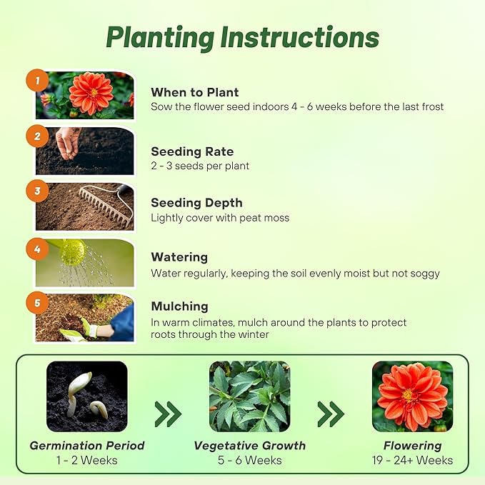 Outsidepride Opera Orange Dahlia Seeds for Planting - 400 Pcs Annual, Easy to Grow, Season-Long Flower Seeds with Colorful Blooms for Containers, Pots, Borders, & Gardens, Suitable as Cut Flower