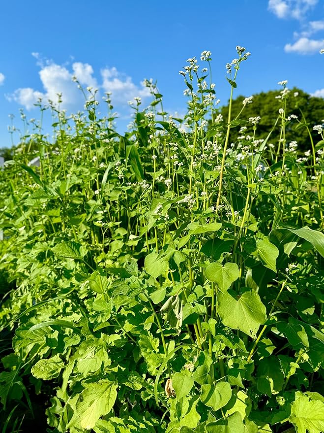 Whitetail Hill Dirt Doctor Food Plot Seed Mix for Deer, Perfect for Rebuilding Topsoil, Breaking up Compaction, and Recharging Nutrients, Buckwheat, Grain Sorghum, 2 Clovers, Tillage Radishes