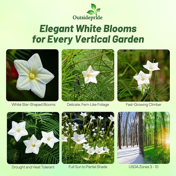 Outsidepride White Cypress Vine Seeds - 100 Pcs Annual Flower Seeds with Nectar-Rich, Star-Shaped Flowers & Feathery, Fern-Like Leaves for Fences, Trellises, Pergolas & Vertical Gardens