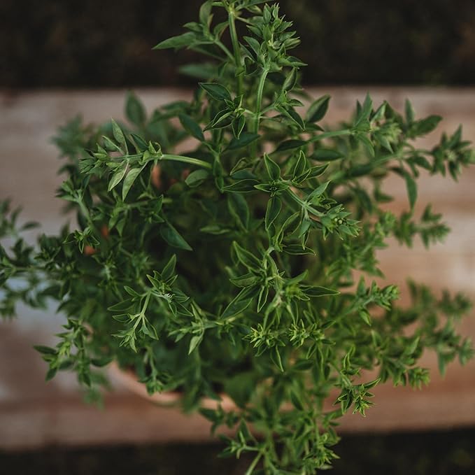 Fino Verde Italian Basil - 250 Seeds - Rare & Flavorful Heirloom Herb Variety, Great for Containers, Non-GMO Heirloom Basil Seeds for Planting in The Home Garden, Thresh Seed Company
