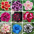 5Pcs-Perennial Desert Rose Seeds for Planting in Home Garden-Drought-Tolerant Ornamental