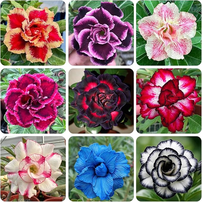 5Pcs-Perennial Desert Rose Seeds for Planting in Home Garden-Drought-Tolerant Ornamental