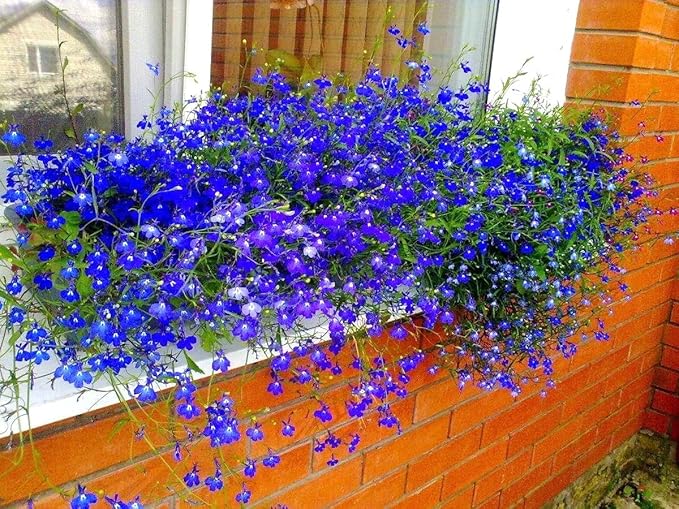 Seeds Lobelia Blue Cascade 1000+ Seeds for Planting Flowers Groundcover Trailing Flower