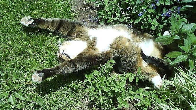 CEMEHA SEEDS - Seeds Catnip Cat Mint Catwort Catswort Non GMO Herbs for Planting 100 Seeds