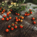 Texas Tiny Tomato - 50 Seeds - Rare Heirloom Cherry Tomato, Non-GMO, Heirloom Mini Tomato Seeds for Planting Outdoors in The Home Garden, Thresh Seed Company
