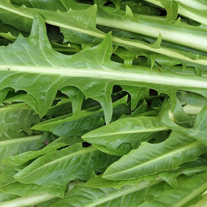 Italian Dandelion Herb Garden Seeds (Chicory) - 4 Oz - Non-GMO, Heirloom Herbal Gardening Seeds