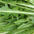 Italian Dandelion Herb Garden Seeds (Chicory) - 4 Oz - Non-GMO, Heirloom Herbal Gardening Seeds