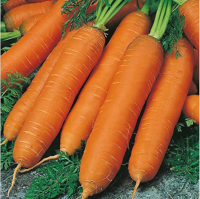 Seeds Carrot Red Giant Vegetable for Planting Heirloom Non GMO - 1000 Seeds