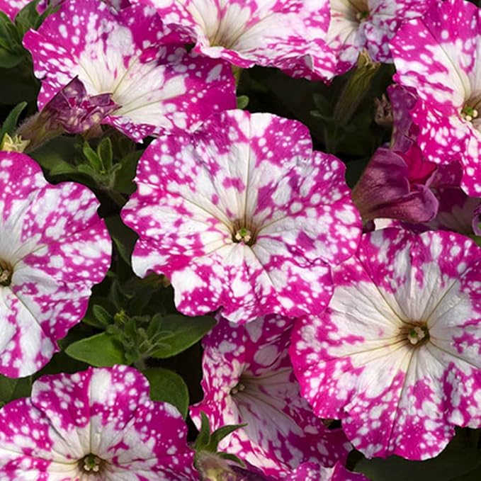 500+ Rare Night Sky Petunia Seeds - Dwarf Wave Petunia Flower Seeds for Planting Home Garden Non-GMO Heirloom Seeds