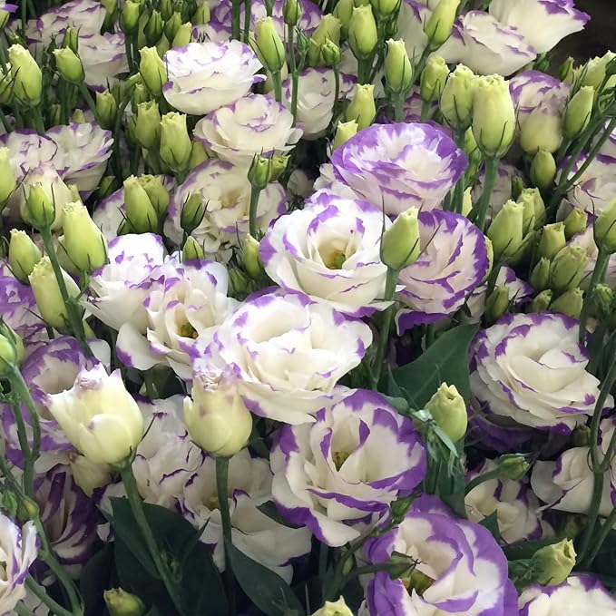 300+ Lisianthus Flower Seeds for Planting - Annual White Purple Lisianthus Non-GMO Heirloom Garden Flower to Plant Open Pollinated