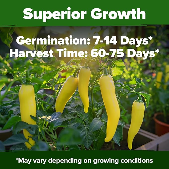 HOME GROWN Non GMO Banana Pepper Seeds Pack 94 Heirloom Vegetable Seeds High Germination Sweet Peppers for Planting Indoors or Outdoor Garden (Capsicum annuum) (1pack)