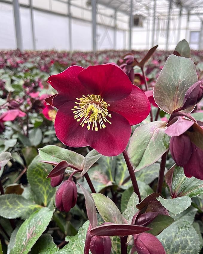 Perennial Farm Helleborus Frostkiss® Anna's Red No. 1