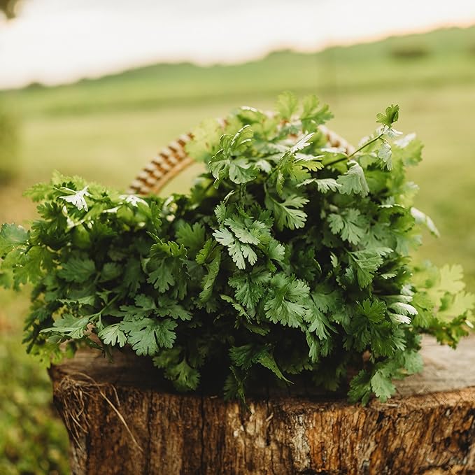 Cilantro - 250 Seeds - Heirloom & Open-Pollinated Variety, Non-GMO Culinary Herb Seeds for Planting, Grow Kitchen Herbs Indoors or Outdoors in Containers/aerogarden/Home Garden, Thresh Seed Company