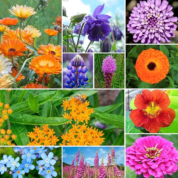 Groundio Zinnia & Wildflower Seed Mix, 2 Oz (2 Packs), Flowers Seeds for Planting, Open Pollinated, Non GMO Made in USA