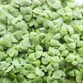 Lettuce Leaf Basil 4 Oz ~8,000 Seeds – Ocimum basilicum – Non-GMO, Organic, Hybrid Annual – 65–75 Days – Sweet, Crinkled Leaves – Culinary & Microgreen Use – Japanese Variety