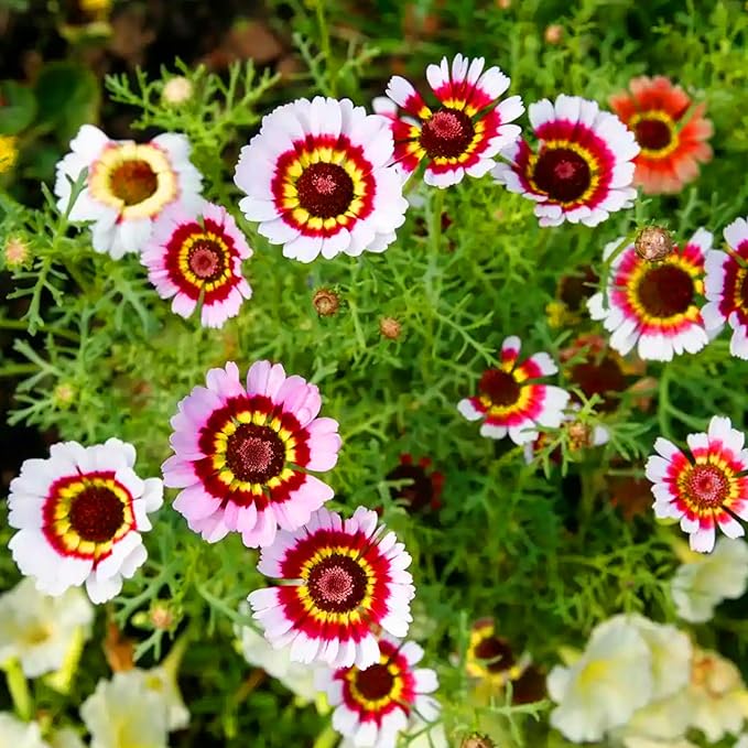 Mixrug Painted Daisy Flower Seeds for Planting, 1000pcs Painted Daisy Wildflower Seeds Non-GMO Heirloom Rare Glebionis carinata Flower Plants, Open Pollinated Beauty Home Garden for Outdoors