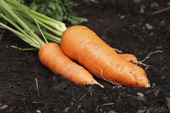 Seeds Carrot Red Giant Vegetable for Planting Heirloom Non GMO - 1000 Seeds