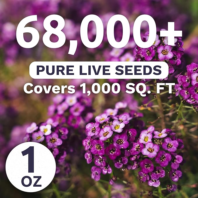 Alyssum Dwarf Purple – Royal Carpet – Large 1 Ounce Seed Packet – 68,000 Flower Seeds for Planting – Lobularia maritima