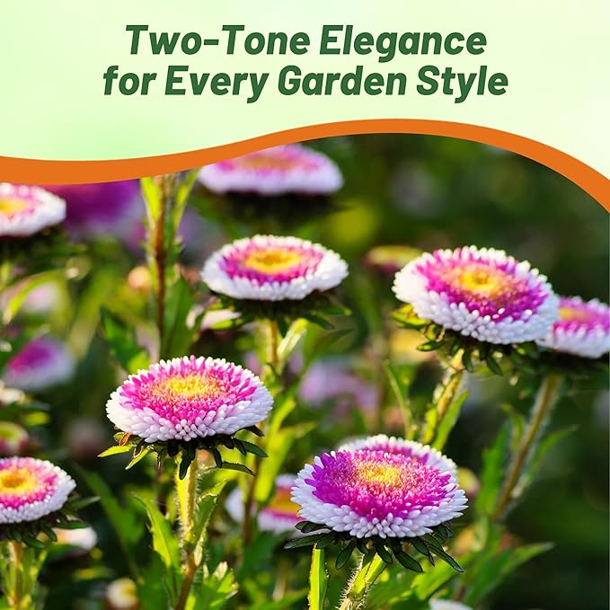 Outsidepride Tall Pompon Hi-no-Maru Aster Seeds - 1000 Pcs. Annual, Hardy & Pollinator Friendly Flower Seeds for Planting Vibrant Disc-Shaped White-Red Blooms, Ideal for Meadows & Aesthetic Gardens