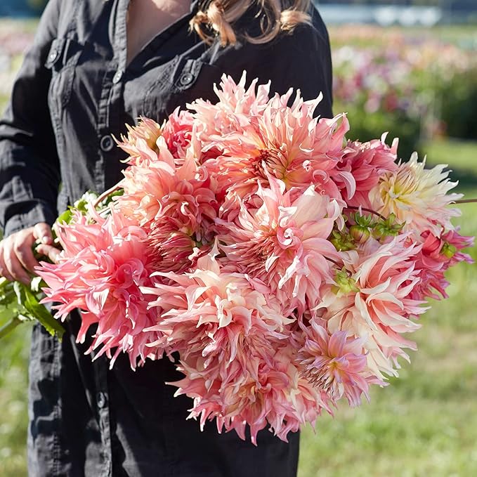 Eden Brothers Dahlia Bulbs (Dinnerplate) - Penhill Watermelon, Non-GMO Bulbs for Planting, 2 Bulbs | Low-Maintenance Flower Bulbs, Plant During Spring, Zones 8, 9, 10, 11