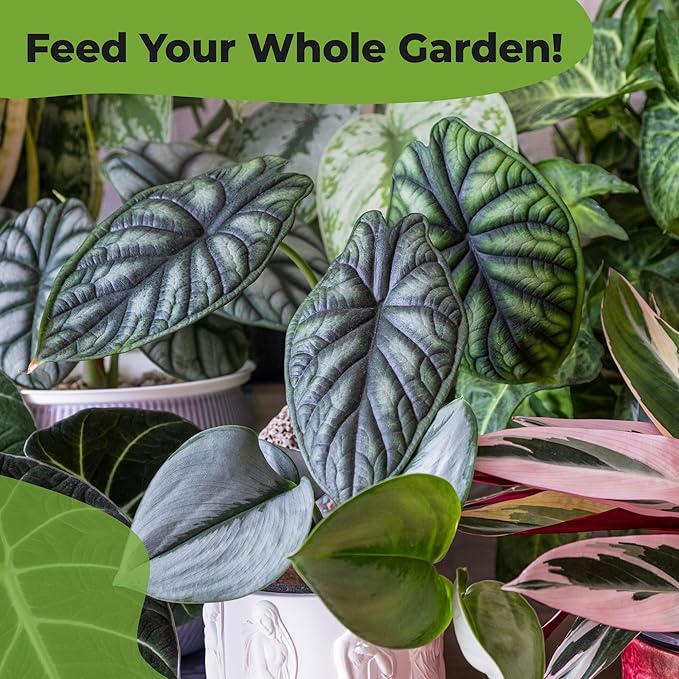 Alocasia Food Mist by Perfect Plants | Spray Plant Fertilizer Liquid for Indoor Houseplants | Nutrient Rich Foliage Booster (8 fl oz)