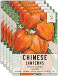 Seed Needs Chinese Lantern Seeds for Planting (Physalis Alkekengi) Heirloom & Open Pollinated Orange Ornamental Husk Cherries - Annuals to Plant an Outdoor Garden (5 Packs)