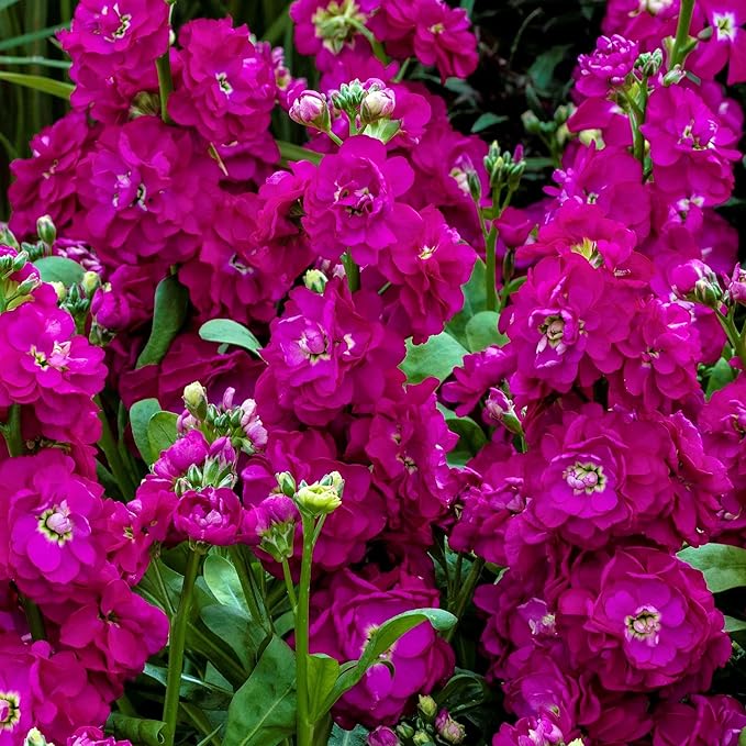 300+Annual Matthiola Stock Flower Seed for Planting Outdoor-Mixed Matthiola Incana Flower Plant for Garden Home Non-GMO