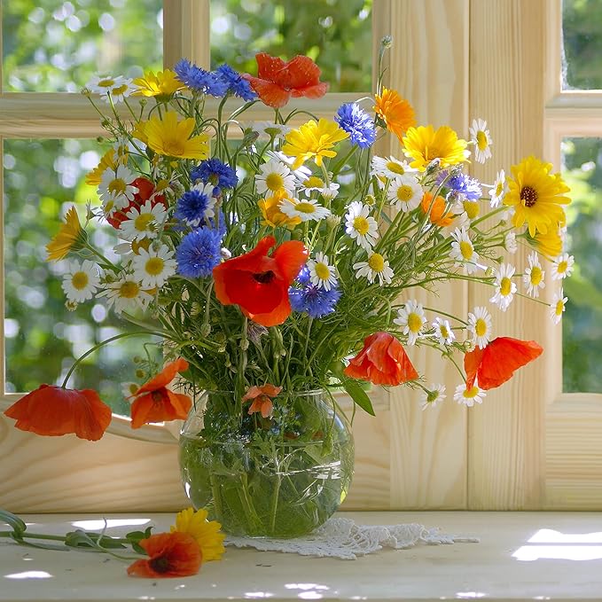 Back to The Roots 100% Organic Seed Packet - Wildflower 'Rainbow Blooms' Mix