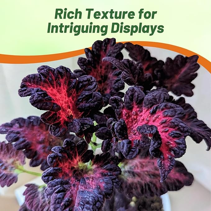Outsidepride Black Dragon Coleus Seeds - 200 Pcs Annual, Compact, Vibrant & Serrated Foliage, Easy to Gow & Deer-Resistant, Ideal for Shaded Areas, Containers, Borders, Indoor & Outdoor Gardens