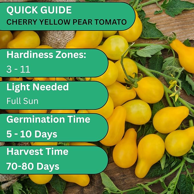 Woods Creek Seeds: Yellow Pear Tomato Seeds for Planting - Heirloom Tomato Seeds for Planting Outdoors, Indoors, Patio or Home Plant Garden - Non-GMO Seed Pack of Indeterminate Pear-Shaped Tomatoes