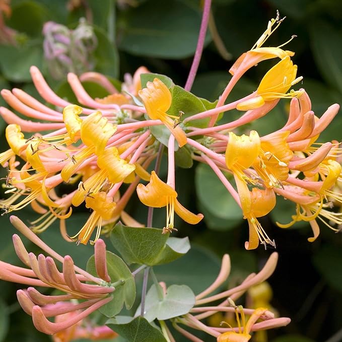 250+ Honeysuckle Seeds - High Germination Rate Perennial Climbing Flower Seeds Hardy Perennial Plant Seeds for Garden