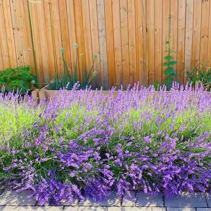 1000 Lavender Seeds – Non-GMO Heirloom Flower Seeds for Planting, Fragrant Blooms for Outdoor Gardens & Borders