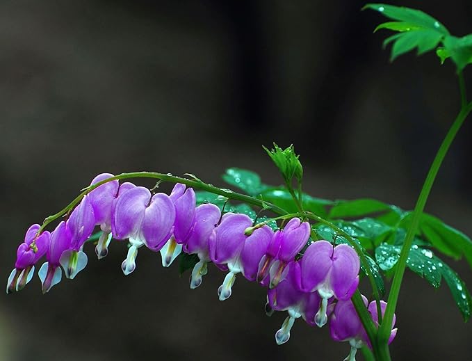 20 pcs Rare Mix Color Red Pink Purple White Bleeding Heart Seeds Shade Flower Garden Home Outdoor Indoor
