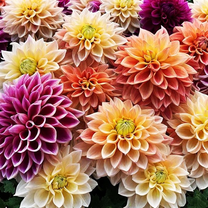 Perennial Labyrinth Dahlia Seeds 90pcs – Beautiful Pompon Style Blooms, Heirloom & Non-GMO – Perfect for Garden Beds, Borders & Cut Flowers
