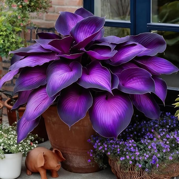 Hosta Seeds for Planting, 290+pcs Rare Perennial Hosta Flower Seeds Plants, Non-GMO Heirloom Long Blooming Plants Shaded Entry Pathway Rare Flowers for Garden Outdoors