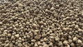 15 lb Medium Grain Japanese Hard Akadama Bonsai Soil (6-12mm), Indoor/Outdoor Plant Soil Mixture, Drainage and Breathable, Promote Rooting