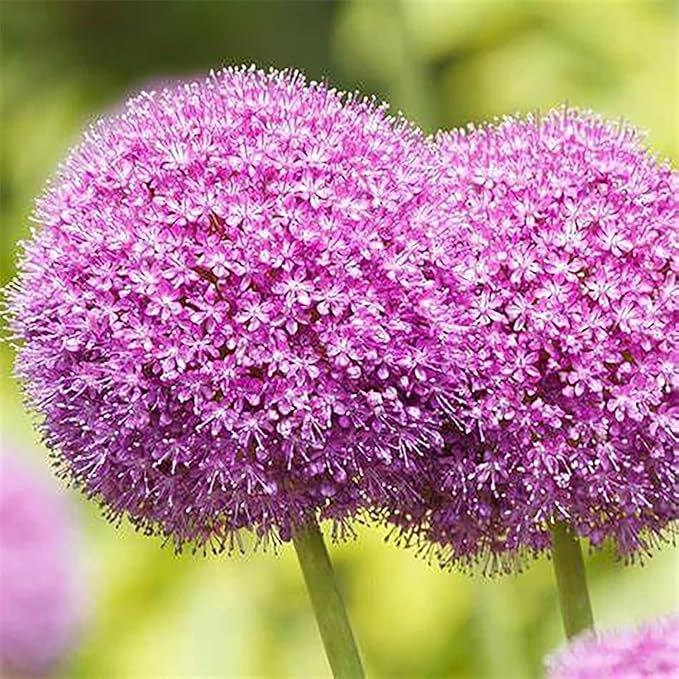 Allium Giganteum Seeds for Planting - 300+ Ornamental Onion Rabbit & Deer Resistant Drought Tolerant Perennial Flower Seeds