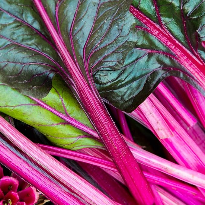 Swiss Chard Garden Seeds - Pink - 3 g Packet ~100 Seeds - Non-GMO, Heirloom Vegetable Gardening & Microgreens Seeds
