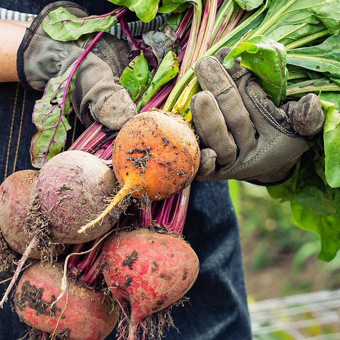 Purely Organic Golden Detroit Beet Seeds - Approx 500 Seeds - USDA Organic, Non-GMO, Open Pollinated, Heirloom, USA Origin