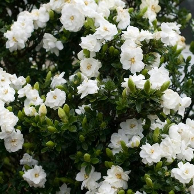 Gardenia Jasminoides Seed for Planting, 300+ Jasmine Climber Seeds, Perennial Plants, Non-GMO Heirloom Gardenia Jasminoides Seeds for Garden Home Outdoor