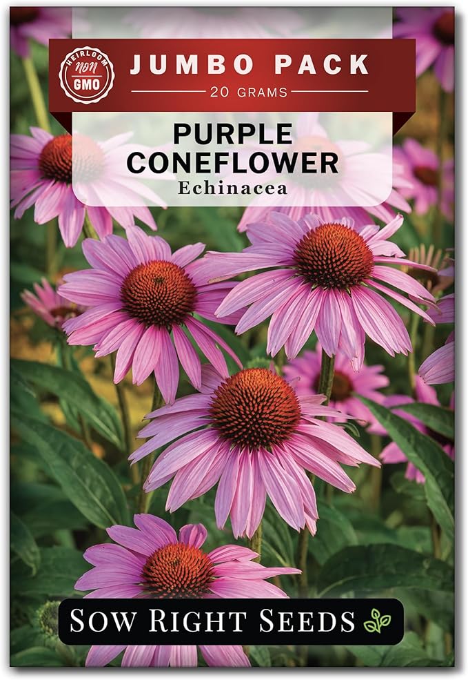Sow Right Seeds - Bulk Purple Coneflower Echinacea Flower Seeds for Planting - 20 Grams, 5500 Seeds - Non-GMO Heirloom Jumbo Pack with Instructions to Plant an Herbal Tea Garden - for Pollinators
