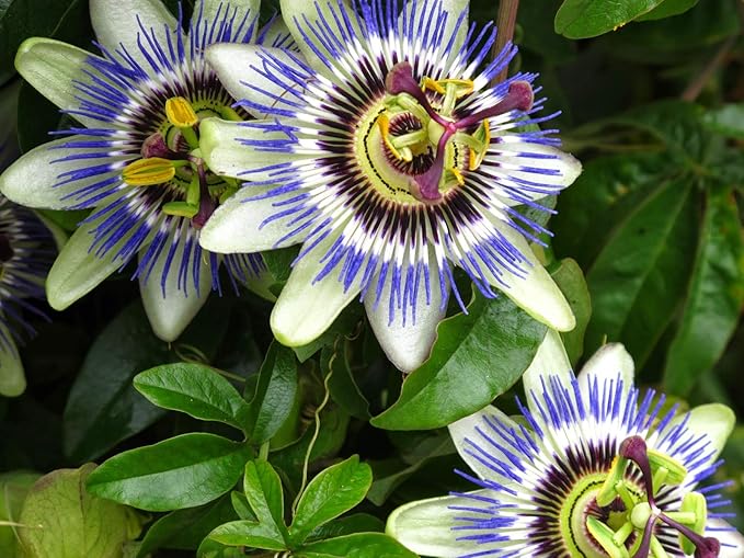 Seeds Flowers Passionflower Purple Perennial Exotic - 3 Seeds