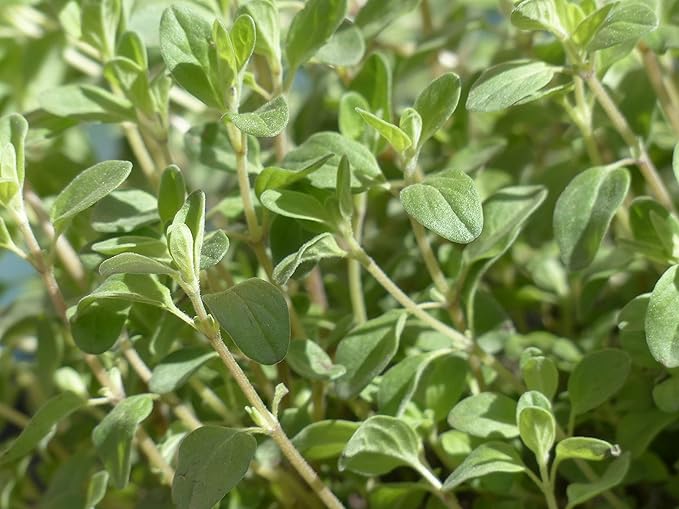 TKE Farms & Gardens - Marjoram Seeds for Planting, 500 Mg, 2000 Heirloom Seeds, Non-GMO, Packet Includes Instructions for Growing, Origanum majorana, Qty 1