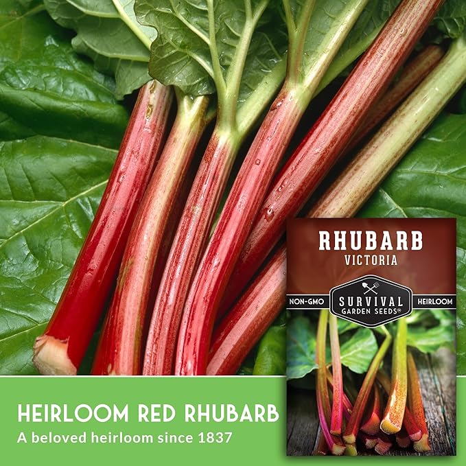 Victoria Rhubarb Seeds for Planting - Grow Cold-Tolerant Perennial Spring Vegetables/Fruit in Your Home Garden - Non-GMO Heirloom Variety - Survival Garden Seeds (2 Packs)